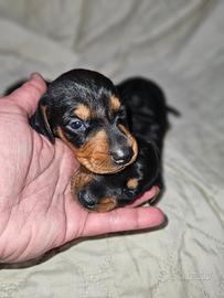 Bassotto nero focato cucciolo