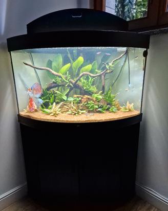 acquario trigon 190