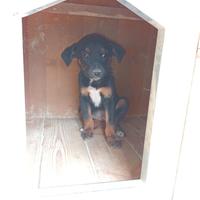 Cuccioli cani meticci