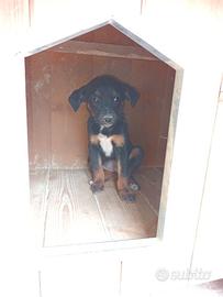 Cuccioli cani meticci