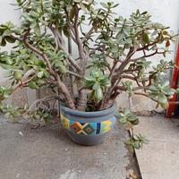 Albero di Giada,crassula Portulaca 