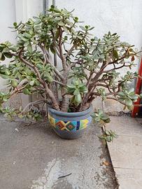 Albero di Giada,crassula Portulaca 