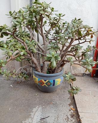 Albero di Giada,crassula Portulaca 