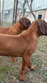 Cucciola SITA di Rhodesian Ridgeback