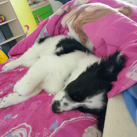 Cucciolotta circa 5 mesi