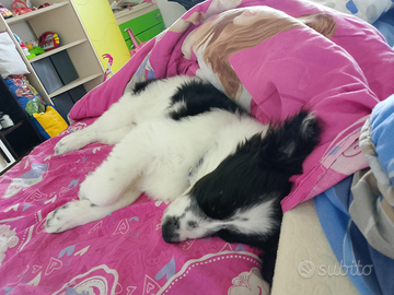 Cucciolotta circa 5 mesi