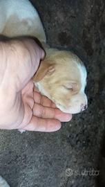 Cuccioli pointer