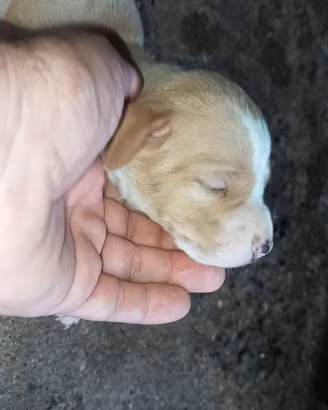 Cuccioli pointer