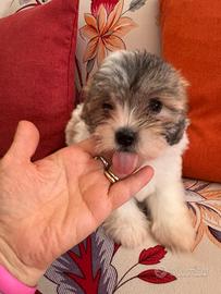 Coton de Tulear