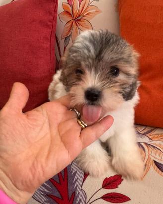 Coton de Tulear
