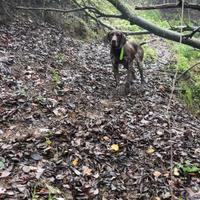 Kurzhaar bracco tedesco