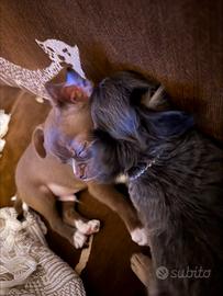 Chihuahua Pelo Lungo Blu occhi azzurri