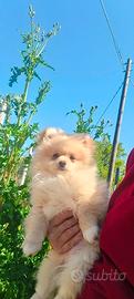 Spitz pomerania