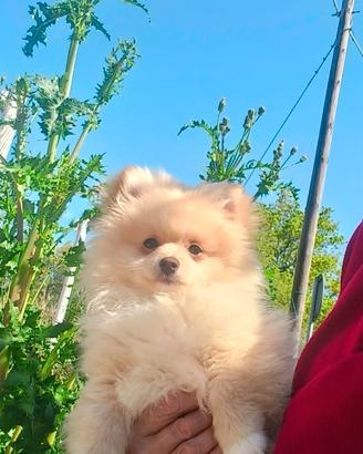 Spitz pomerania