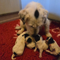 Splendidi cuccioli di Jack Russell pelo ruvido