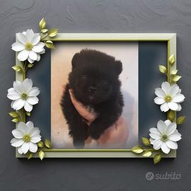 Spitz pomerania nano pedigree enci