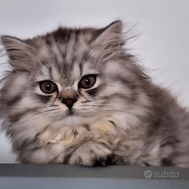 British longhair cuccioli