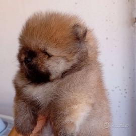 Spitz