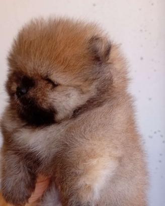 Spitz