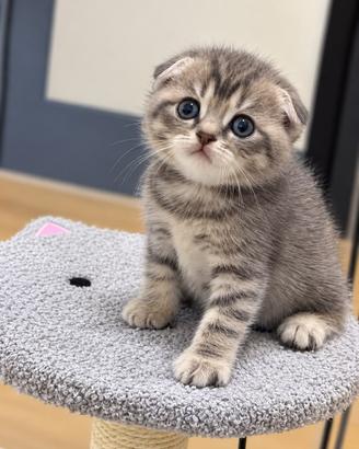 Gattini scottish fold