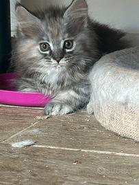 Maine Coon femmina