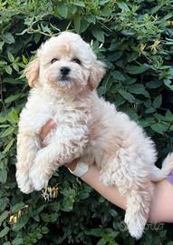 Cuccioli di Maltipoo e Barboncino