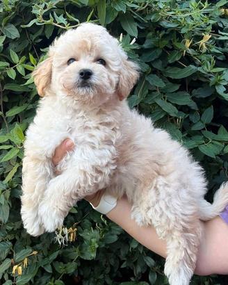Cuccioli di Maltipoo e Barboncino