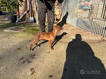 Cuccioli segugio maremmano