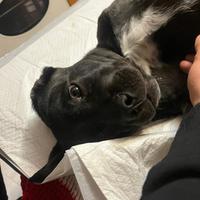 Cane corso cuccioli lonato del Garda