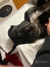 Cane corso cuccioli lonato del Garda