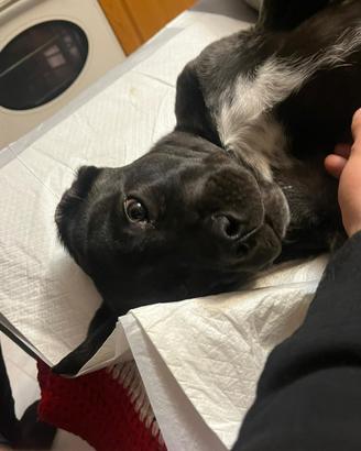 Cane corso cuccioli lonato del Garda