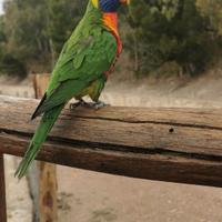 Lorichetto arcobaleno pappagallo