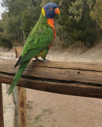 Lorichetto arcobaleno pappagallo