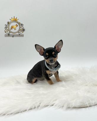 Dolcissimo Chihuahua black