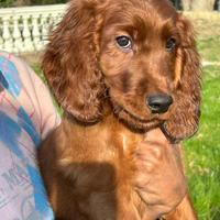 Cuccioli setter irlandese