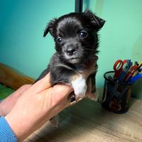 Cucciola di chihuahua femmina