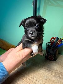 Cucciola di chihuahua femmina