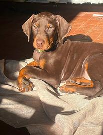 Cuccioli Dobermann