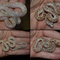 Serpenti del ratto