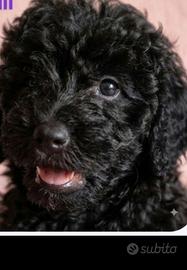 barbone miniatura 
