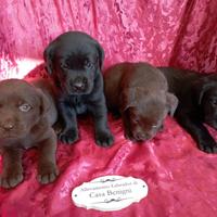 Labrador con pedigree lastre e test uffic