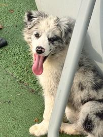 Cucciolo di border collie