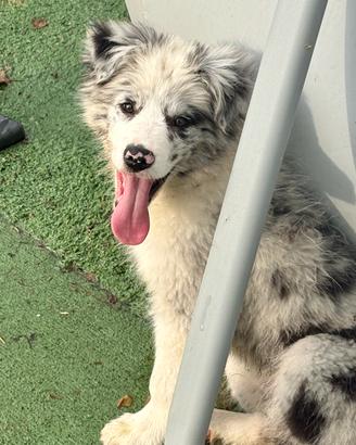 Cucciolo di border collie