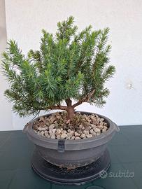 🌲 Bonsai Picea Glauca: capolavoro di pazienza 