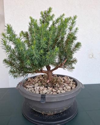 🌲 Bonsai Picea Glauca: capolavoro di pazienza 