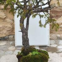 Bonsai Picea Abies