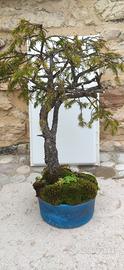 Bonsai Picea Abies