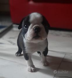 Cuccioli di Boston terrier con pedigree ENCI/FCI