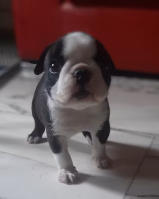 Cuccioli di Boston terrier con pedigree ENCI/FCI