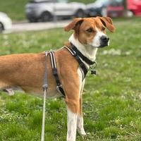 Cane per accoppiamento